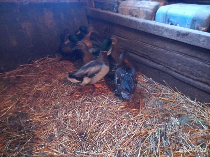 Утки подсадные для охоты