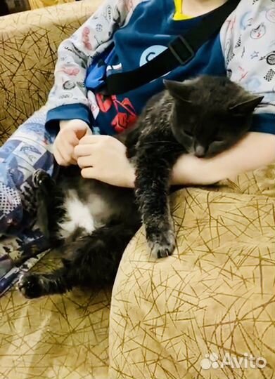 Русская голубая кошка дар