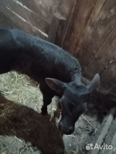 Телята бычки