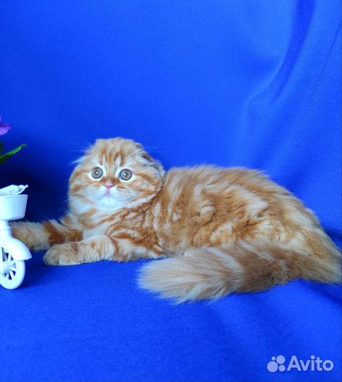 Солнечная Малышка