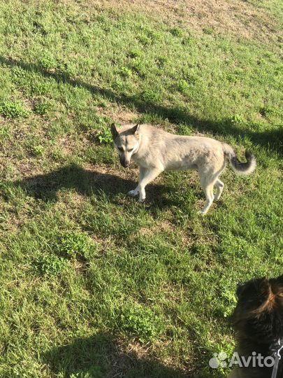 Собака в добрые руки