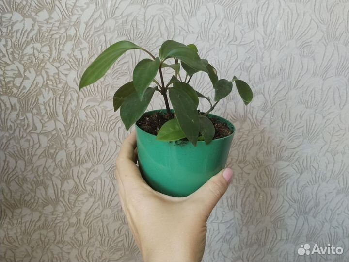 Растения разные