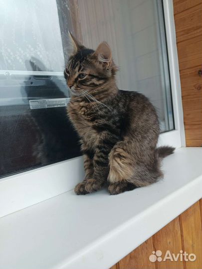 Котик в добрые руки