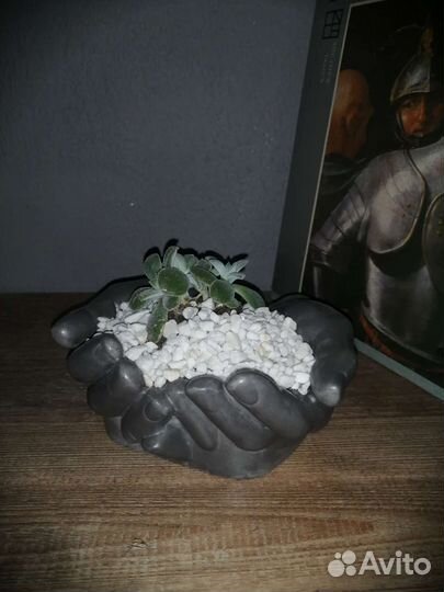 Суккуленты