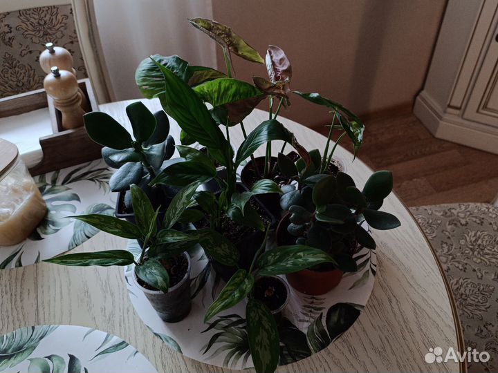 Аглаонема
