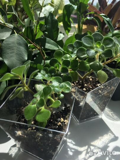 Комнатные растения традесканция, фикус, пеперомия