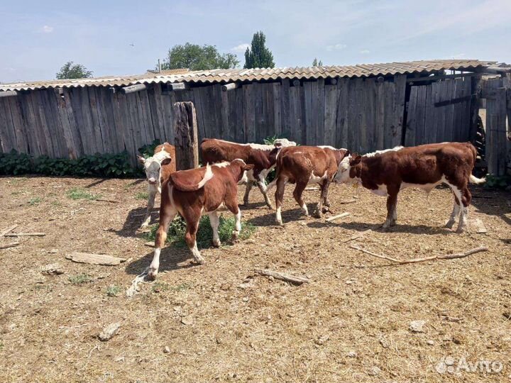 Телята бычки