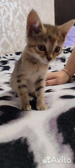 Отдам котенка в добрые руки