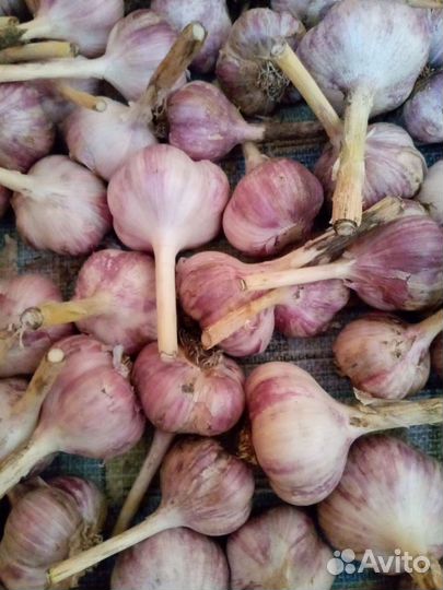 Чеснок зимний