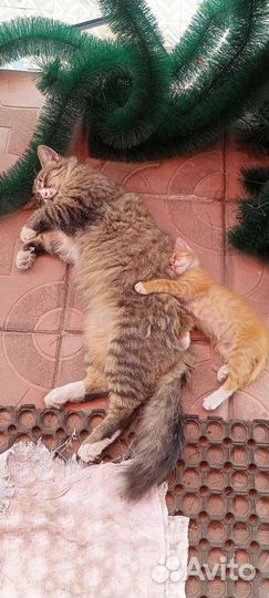 Рыжий котенок мальчик