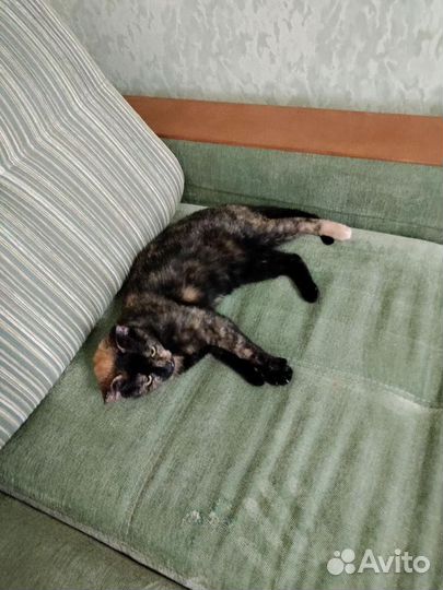 Кошка ищет дом бесплатно в дар