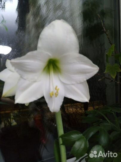 Гипеаструм