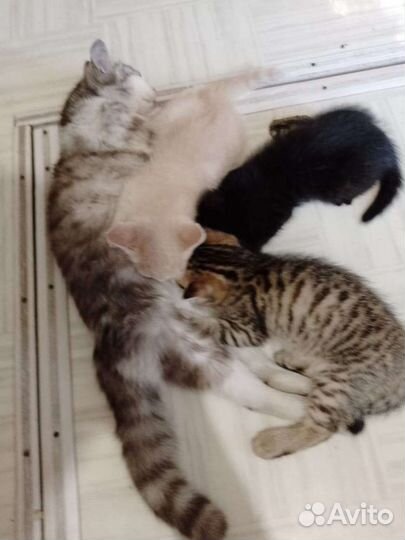 Кошка в дар бесплатно