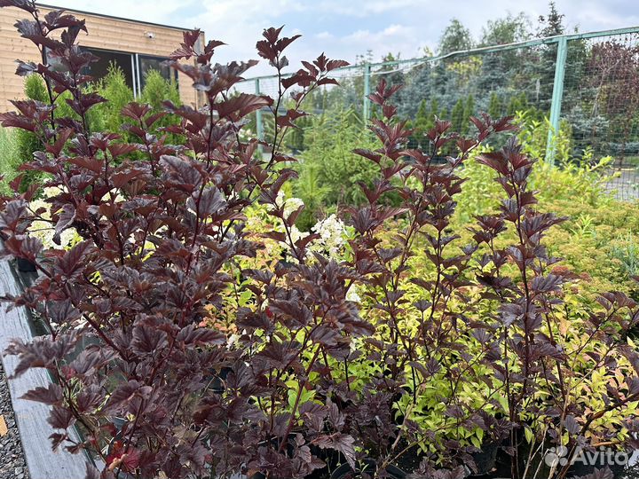 Пузыреплодник Ред Барон