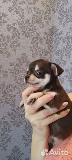 Щенки чихуахуа