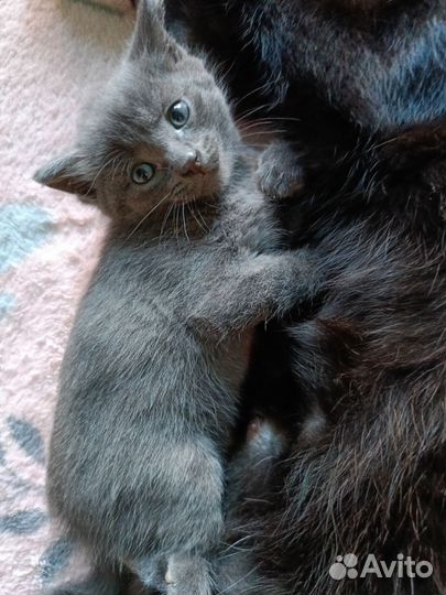 Отдам котика в добрые руки