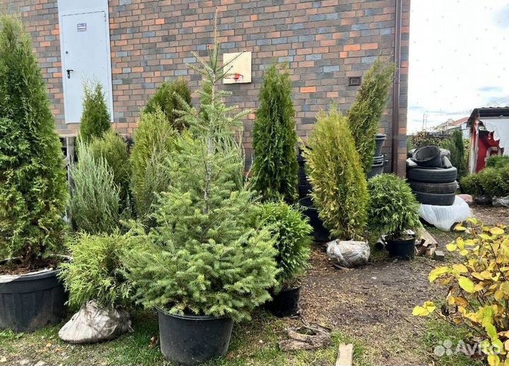 Смарагд вип экстра с гарантией приживаемости