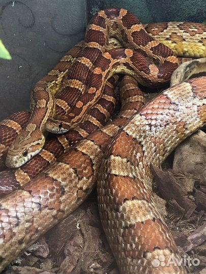 Пара Маисовый полоз с террариумом