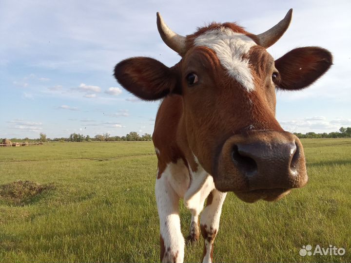 Продам коров