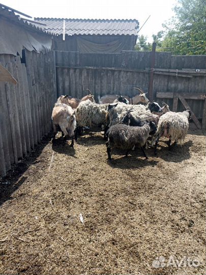 Продаю баранов и коз