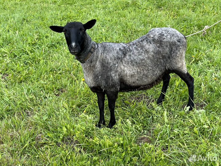 Молодая племенная овца