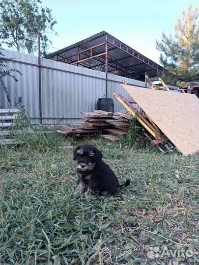 Цвергшнауцер щенки