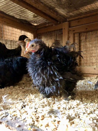 Карликовые кохинхины