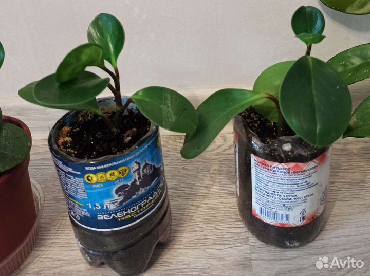 Хойя и Пеперомия туполистная