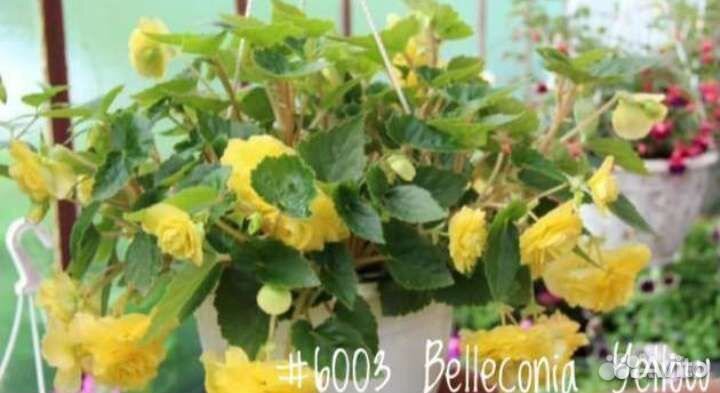 Бегония Махровая Ампельная Begonia Belleconia