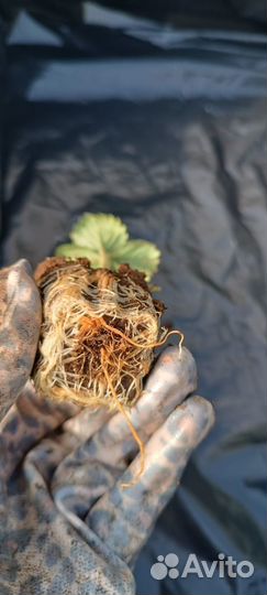 Рассада касета Крапа 10