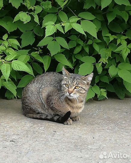 Кошечка 4 мес Мурка ищет дом