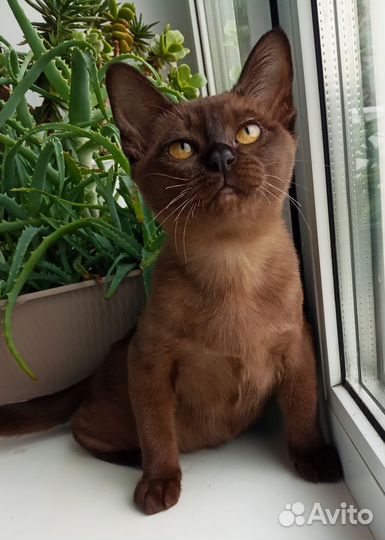 Бурма с документами