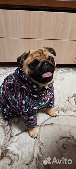 Комбинезон для собаки