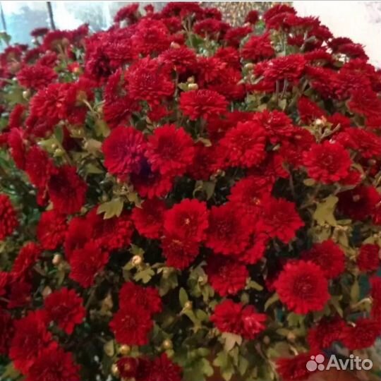 Хризантемы мультифлора