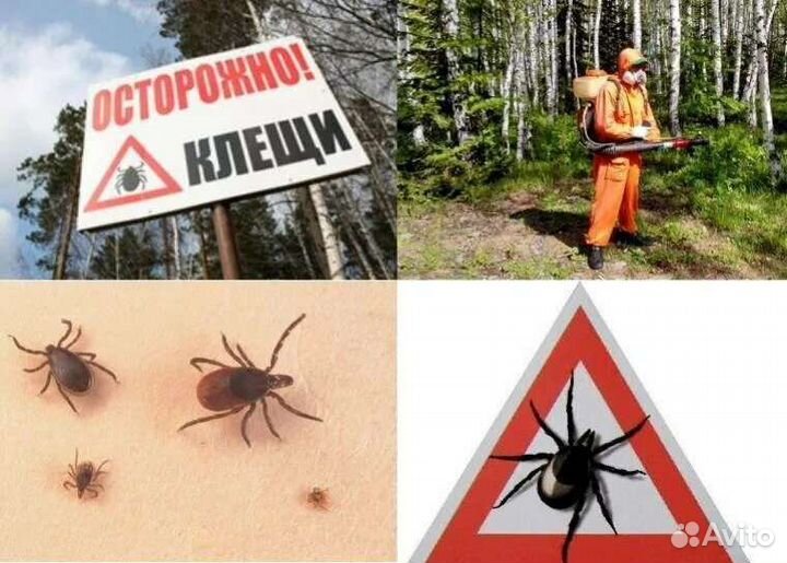 Обработка от клещей