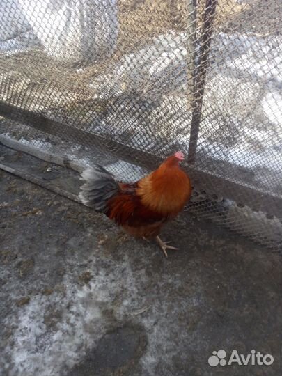 Молодые петухи