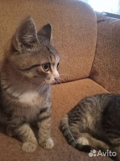 Котики бесплатно