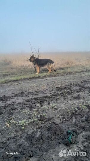 Овчарка немецкая для вязки