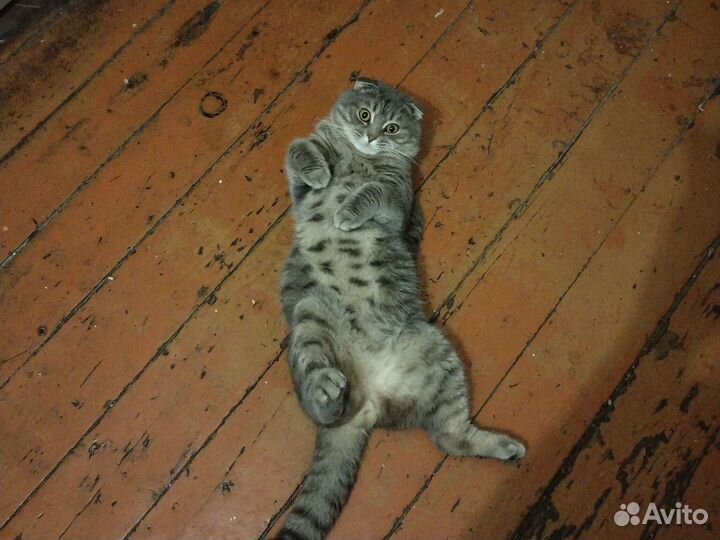 Самец ищет самку