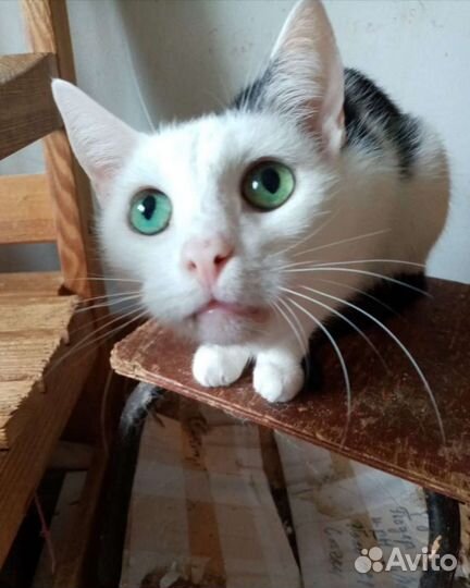 Киса в добрые руки