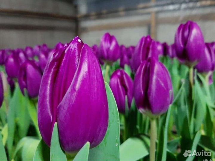 Луковицы тюльпанов оптом