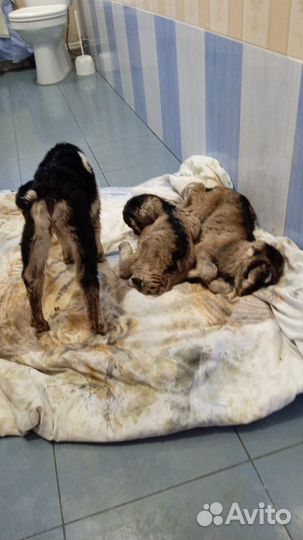 Продам козочку и козлика Ламанча