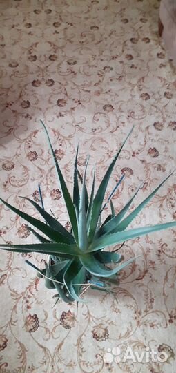 Алоэ 8ми летний