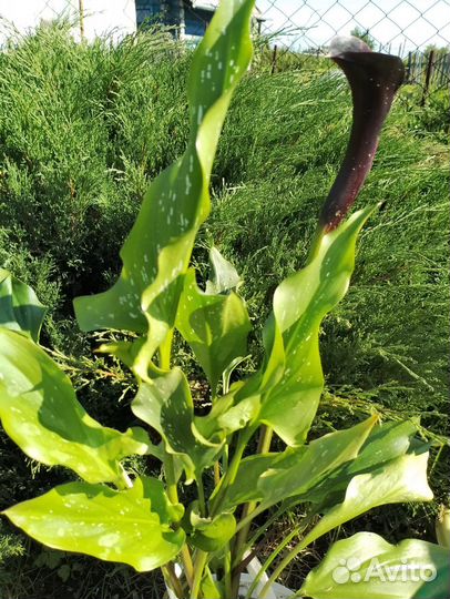 Калла темно бордовая