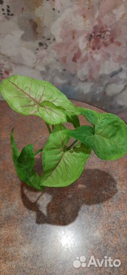 Сингониумы