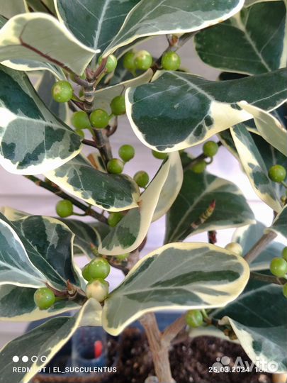 Фикус Триангулярис Вайт Марджин. Тинеке