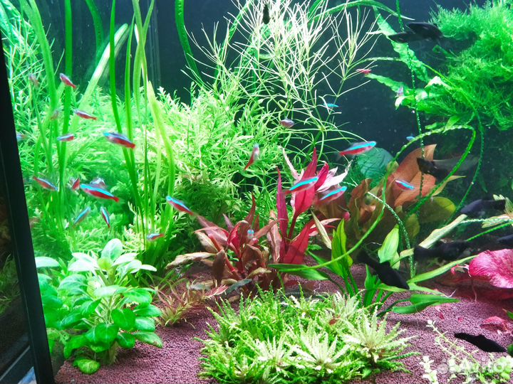Аквариумные растения