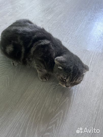 Шотландская вислоухая кошка черная
