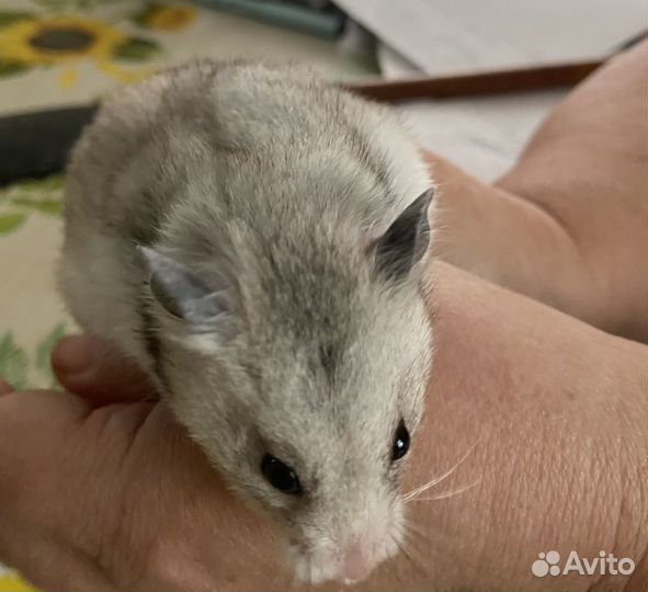 Сирийский хомяк