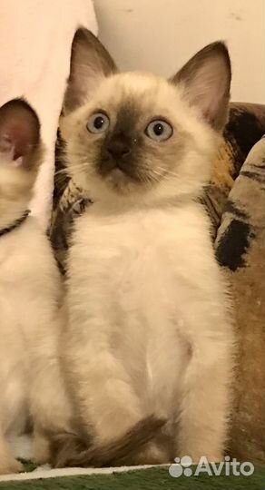 Сиамские котята